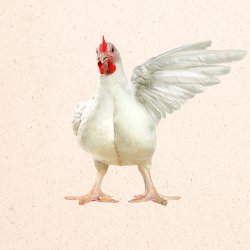 Pollo en pie