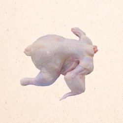 Pollo en pie